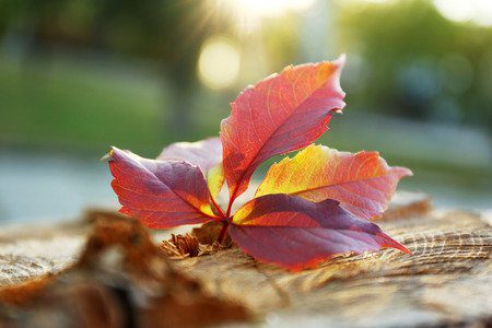 Fall image of leaves